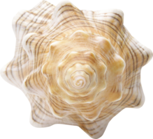 nature & Conch free transparent png image.