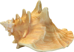 nature & Conch free transparent png image.