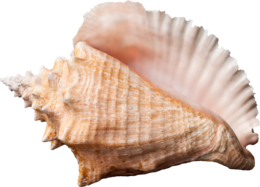 nature & conch free transparent png image.