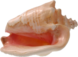 nature & Conch free transparent png image.