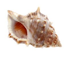 nature & Conch free transparent png image.