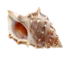 nature & conch free transparent png image.