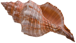 nature & conch free transparent png image.