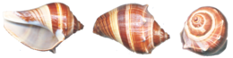 nature & Conch free transparent png image.