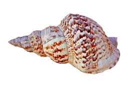 nature & Conch free transparent png image.