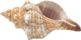 nature & Conch free transparent png image.