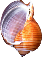 nature & Conch free transparent png image.