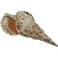 nature & Conch free transparent png image.