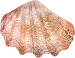 nature & Conch free transparent png image.