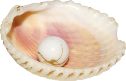 nature & Conch free transparent png image.