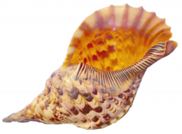 nature & conch free transparent png image.