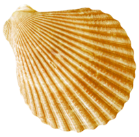 nature & Conch free transparent png image.