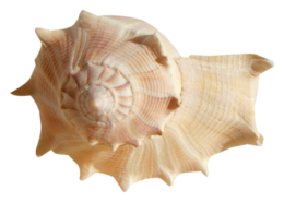 nature & conch free transparent png image.