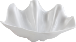 nature & conch free transparent png image.