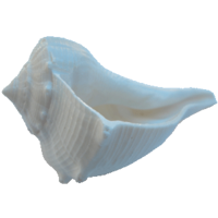 nature & Conch free transparent png image.