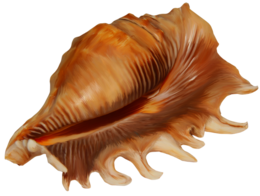nature & Conch free transparent png image.