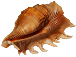 nature & conch free transparent png image.