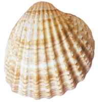 nature & Conch free transparent png image.