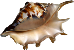 nature & Conch free transparent png image.