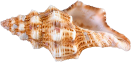 nature & conch free transparent png image.