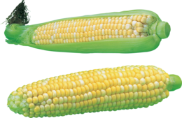 vegetables & Corn free transparent png image.