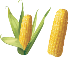 vegetables & Corn free transparent png image.