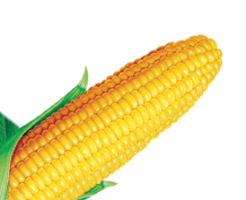 vegetables & Corn free transparent png image.