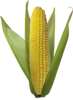 vegetables & corn free transparent png image.