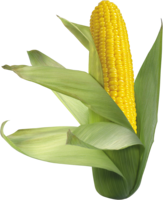 vegetables & corn free transparent png image.