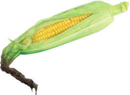vegetables & Corn free transparent png image.