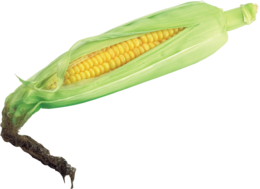 vegetables & corn free transparent png image.