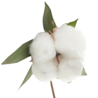 nature & Cotton free transparent png image.