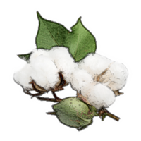 nature & Cotton free transparent png image.