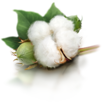 nature & Cotton free transparent png image.