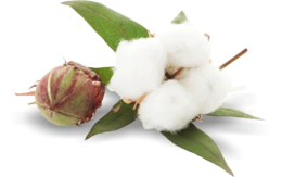 nature & cotton free transparent png image.