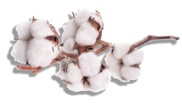 nature & Cotton free transparent png image.