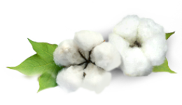 nature & cotton free transparent png image.