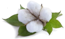 nature & Cotton free transparent png image.