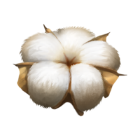 nature & Cotton free transparent png image.