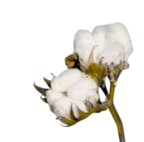 nature & cotton free transparent png image.