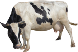 animals & cow free transparent png image.