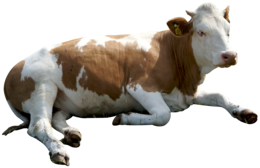 animals & cow free transparent png image.