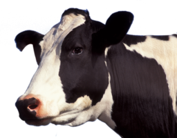 animals & cow free transparent png image.