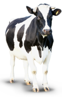 animals & Cow free transparent png image.