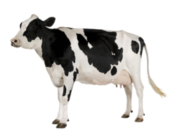 animals & cow free transparent png image.