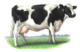 animals & Cow free transparent png image.