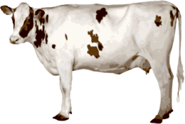 animals & Cow free transparent png image.