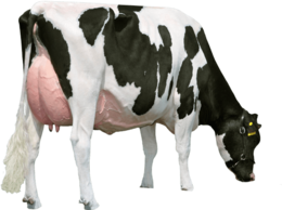 animals & cow free transparent png image.