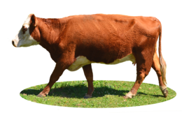 animals & cow free transparent png image.