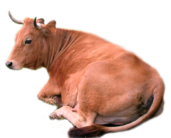 animals & Cow free transparent png image.